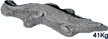 Crocodile